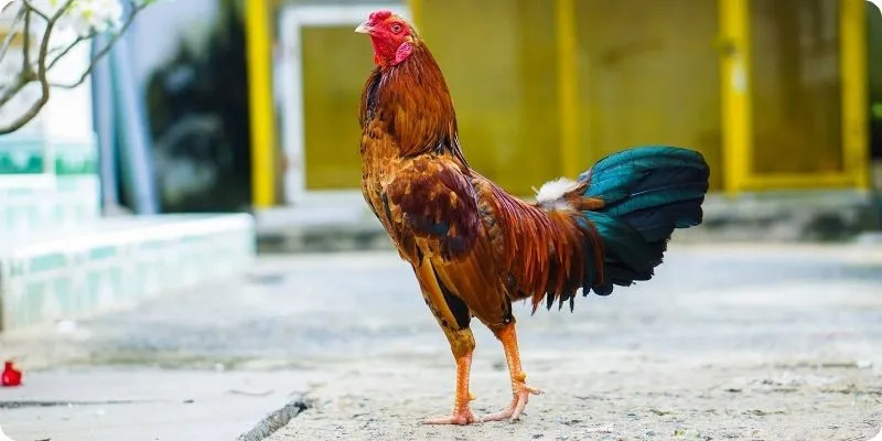 Những thể loại chọi gà phổ biến tại nhà cái