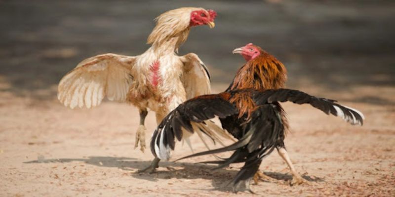 Luật chơi trực tiếp đá gà chuẩn nhất hiện nay