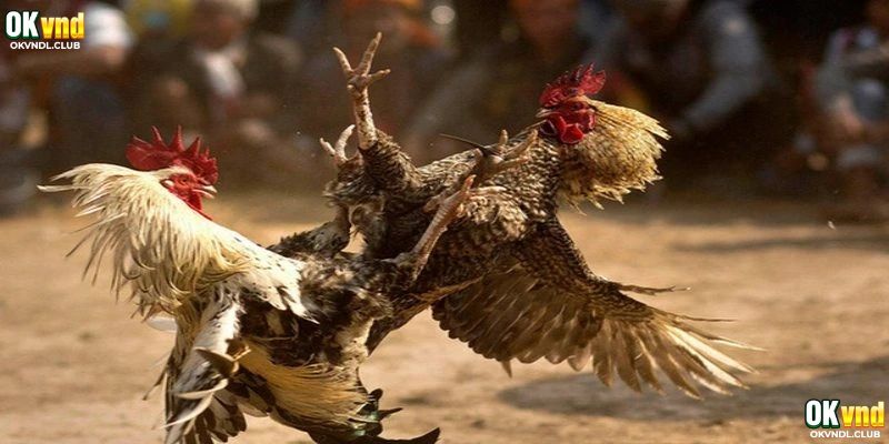 Giới thiệu sơ bộ về luật chơi đá gà