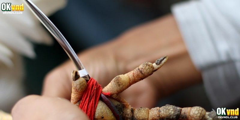 Nắm vững luật chơi