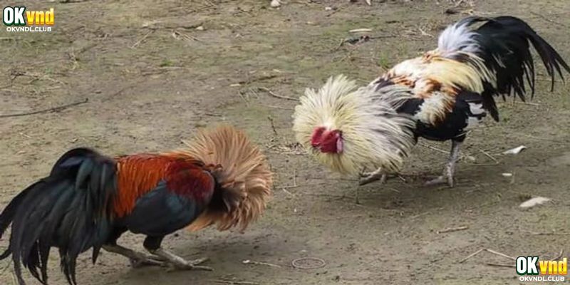 Kỹ năng chơi đá gà nắm chắc thắng