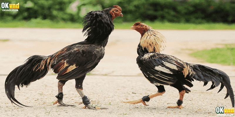 Tham khảo lời khuyên đến từ cao thủ