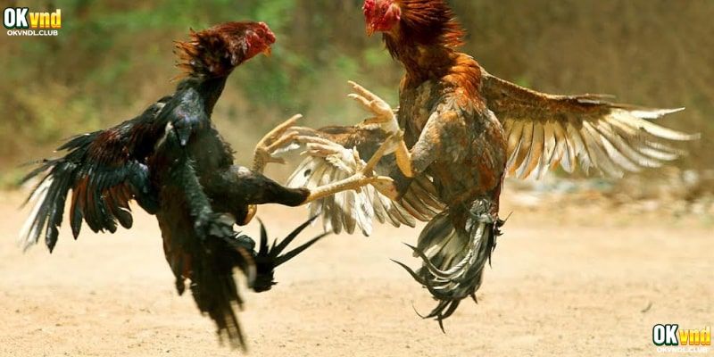 Đá gà với ứng dụng công nghệ mới nhất năm